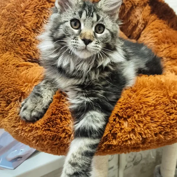 Maine Coon Kittens For Sale Alaska