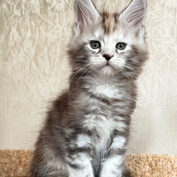 Maine Coon Kittens For Sale Ohio