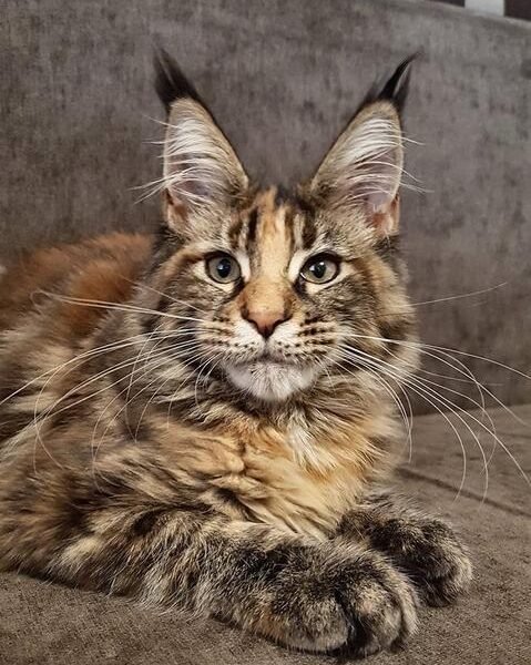 Maine Coon Rescue Michigan