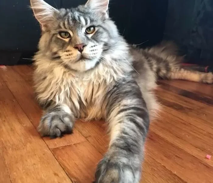 Maine Coon Rescue Michigan