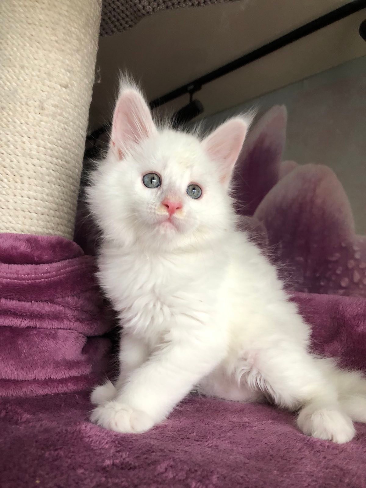 Maine Coon Rescue in Utah, Maine coon rescue in utah near me, Maine coon rescue in utah facebook, Maine Coon kittens for sale Utah