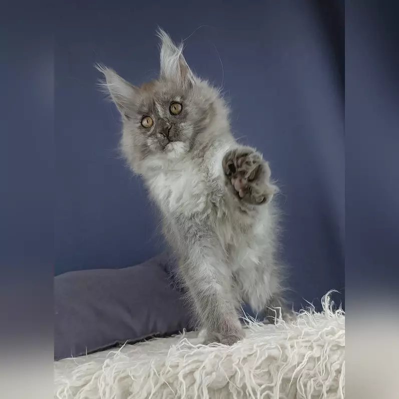 Maine Coon Rescue in Utah, Maine coon rescue in utah near me, Maine coon rescue in utah facebook, Maine Coon kittens for sale Utah