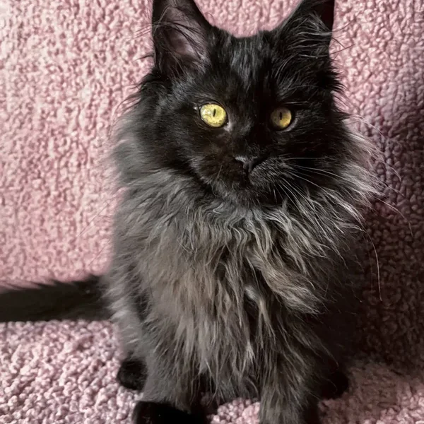 Maine Coon Kittens For Sale Tennessee