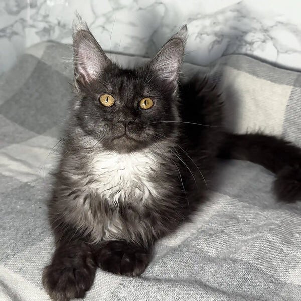 Maine Coon Kittens For Sale Texas