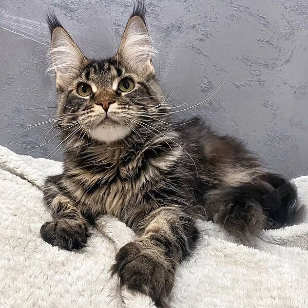 Maine Coon Kittens For Sale Utah