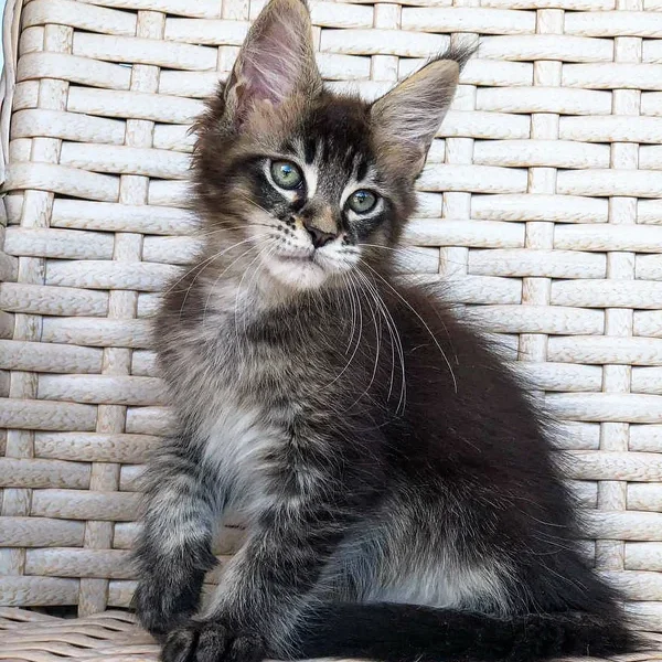 Maine Coon Kittens For Sale Indiana