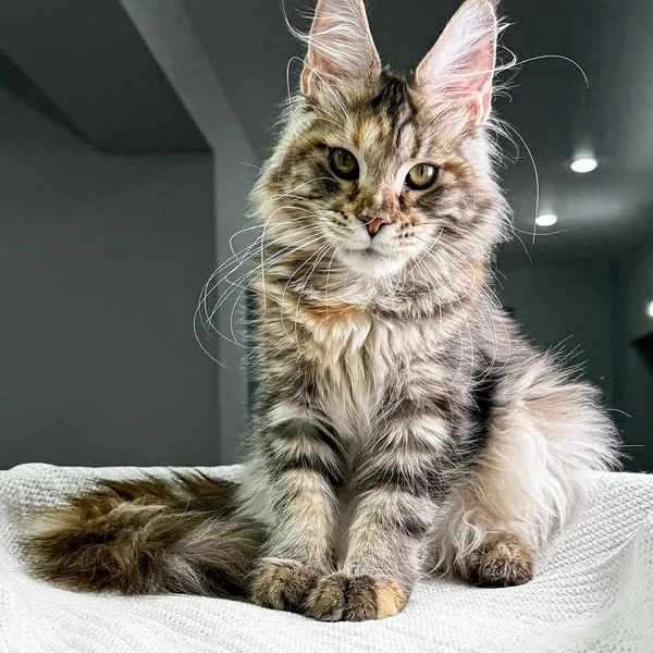 Maine Coon Kittens For Sale Nebraska