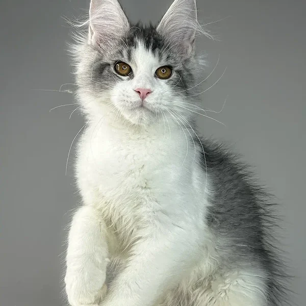 Maine Coon Kittens For Sale Pennsylvania