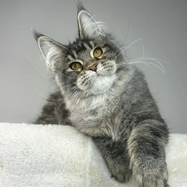 Maine Coon Kittens For Sale Massachusetts