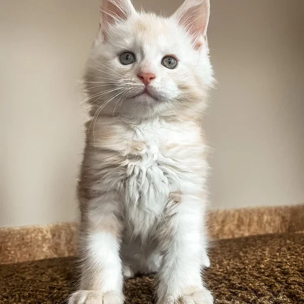 Maine Coon Kittens For Sale Idaho