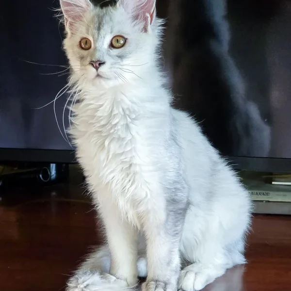 Maine Coon Kittens For Sale Montana