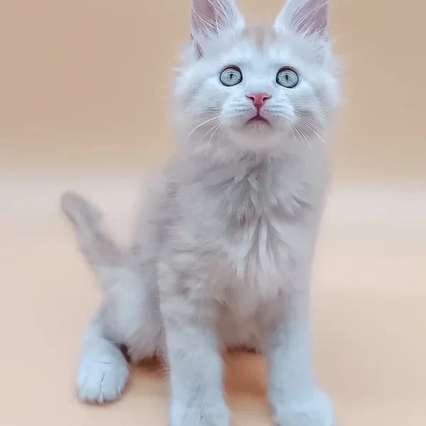 Maine Coon Kittens For Sale Louisiana