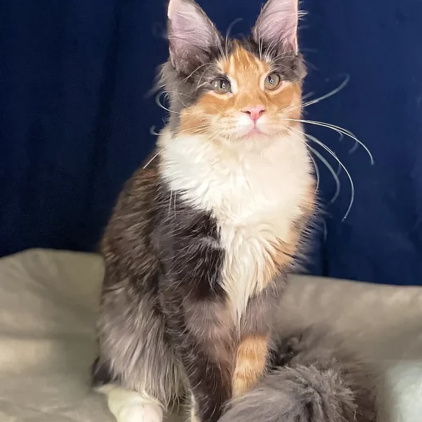 Maine Coon Kittens For Sale Kentucky
