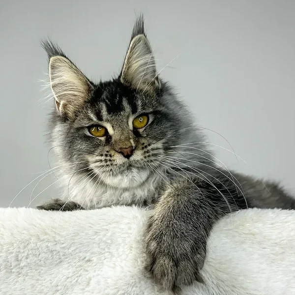 Maine Coon Kittens For Sale youngstown, Oh