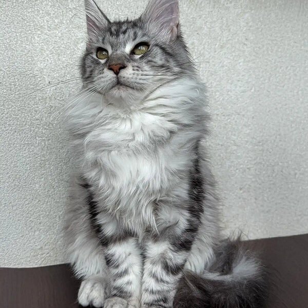 Maine Coon Kittens For Sale Amarillo, TX