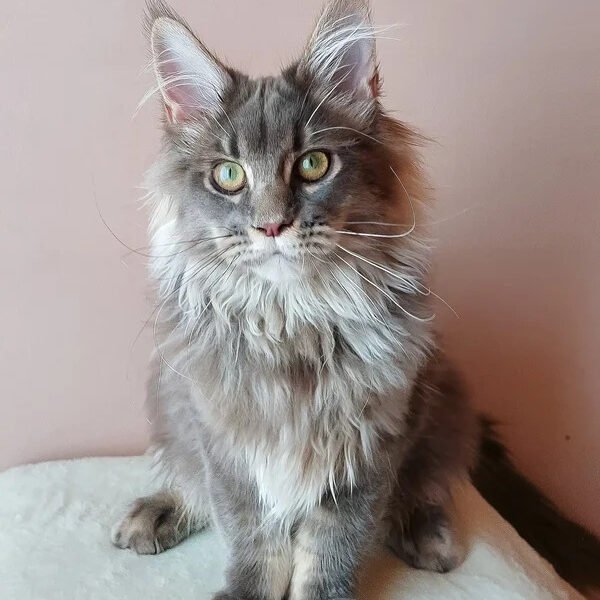 Maine Coon Kittens For Sale Austin, TX
