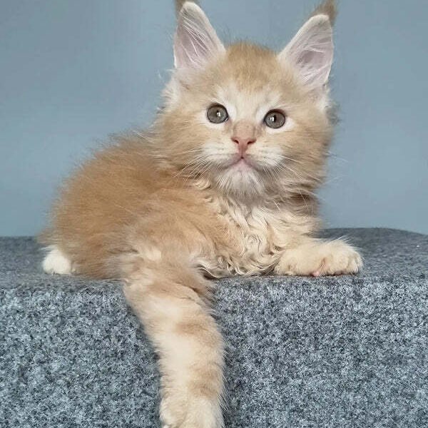 Maine Coon Kittens For Sale Erie, PA