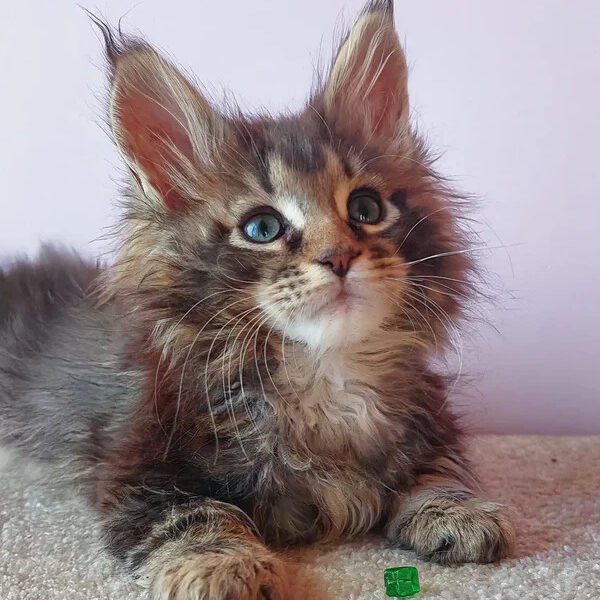 Maine Coon Kittens For Sale Houston, TX
