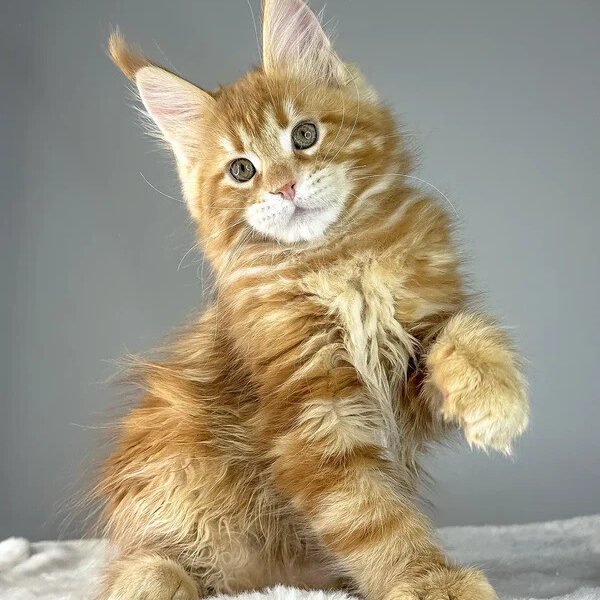 Maine Coon Kittens For Sale Cleveland, OH