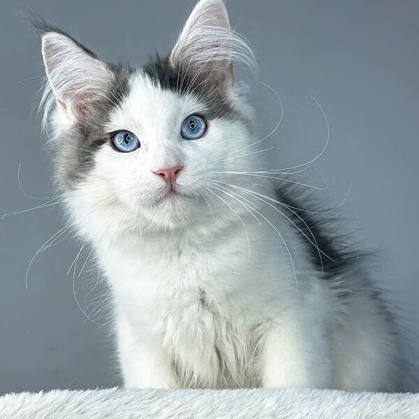 Maine Coon Kittens For Sale Lancaster, PA