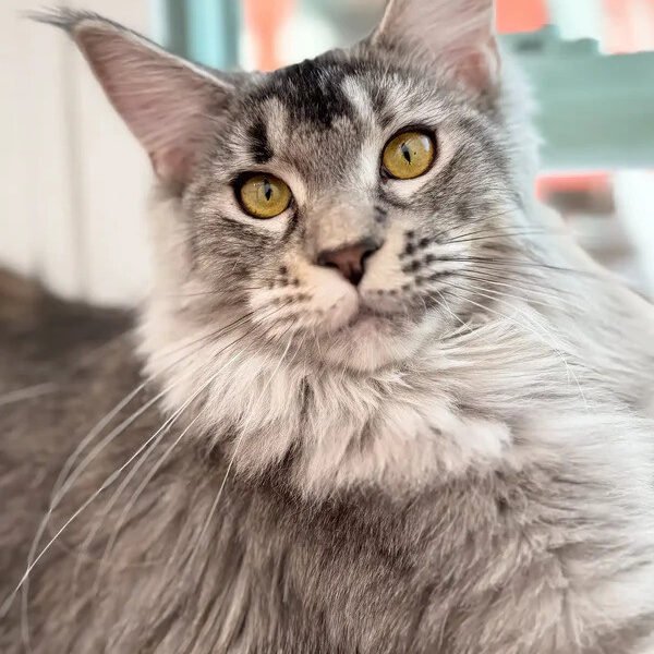 Maine Coon Kittens For Sale Lexington, KY