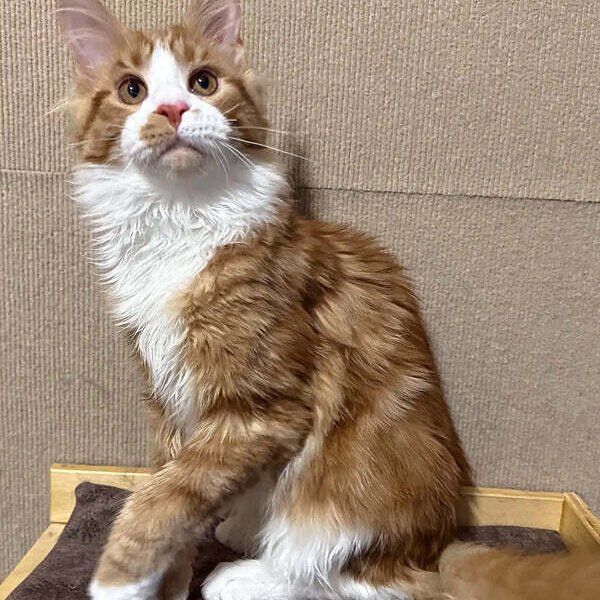 Maine Coon Kittens For Sale Louisville, KY
