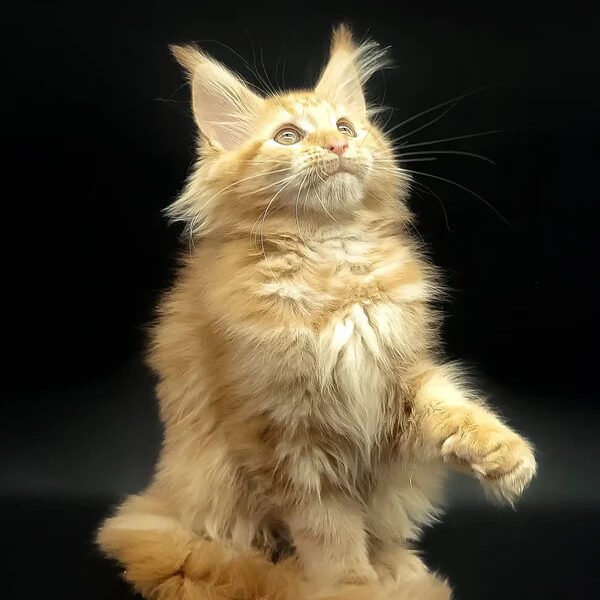 Maine Coon Kittens For Sale Plano, TX