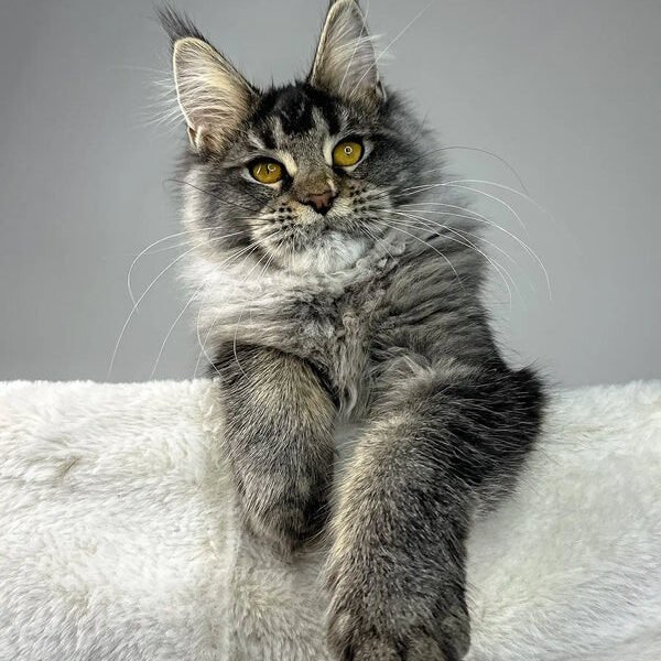 Maine Coon Kittens For Sale Shreveport,LA
