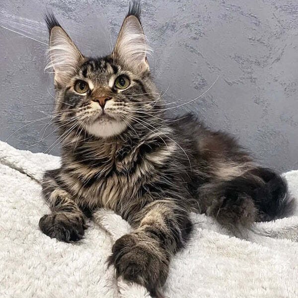 Maine Coon Kittens For Sale Akron, OH