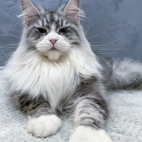 Maine Coon Kittens For Sale Allentown, PA