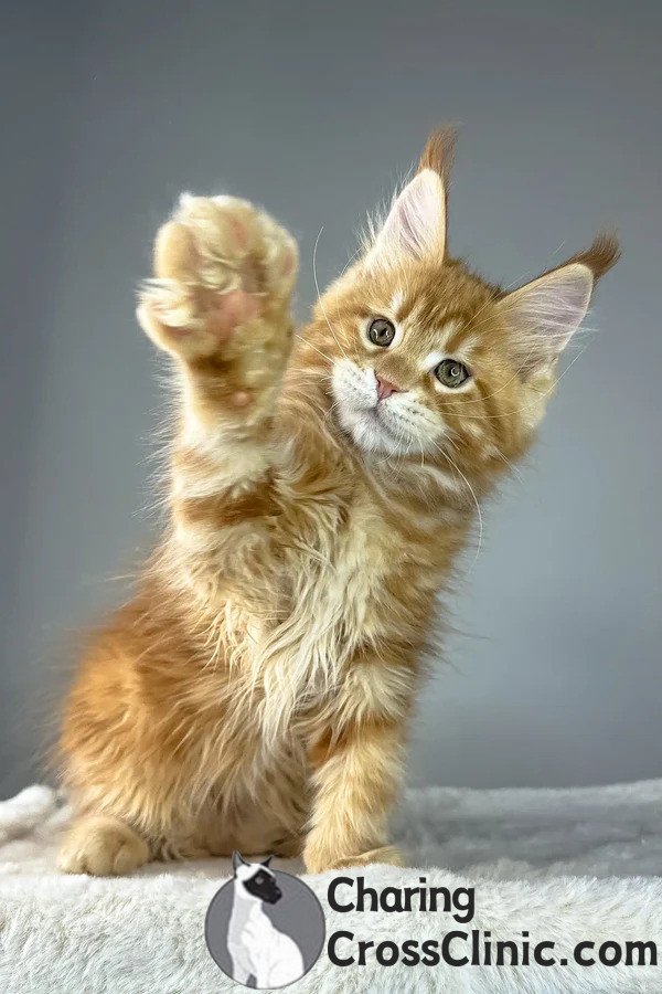 Maine Coon Kittens For Sale Columbus, OH