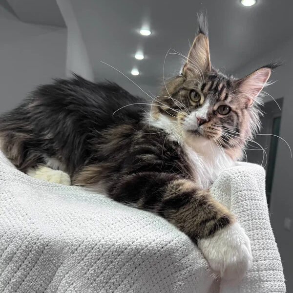Maine Coon Kittens For Sale Doylestown, PA