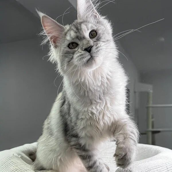 Maine Coon Kittens For Sale Iowa