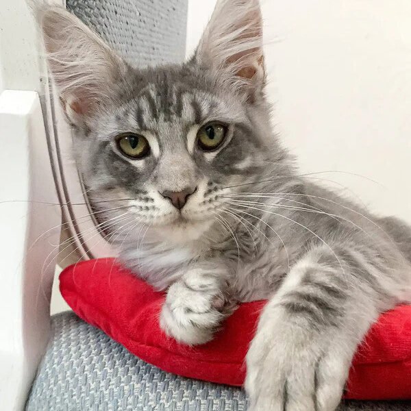 Maine Coon Kittens For Sale Shelbyville, KY