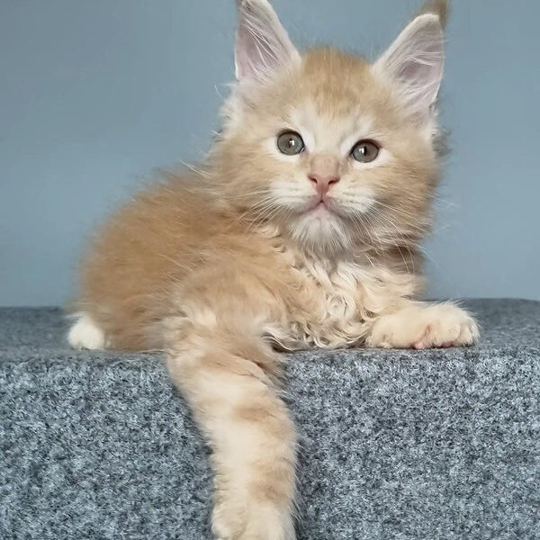 Maine Coon Kittens For Sale York, PA
