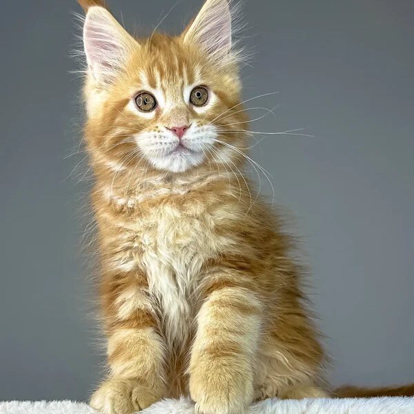 Maine Coon Kittens For Sale Cincinnati, OH