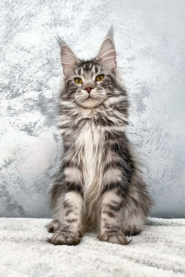 Maine Coon Kittens in Conroe, TX, Maine coon kittens in conroe tx price