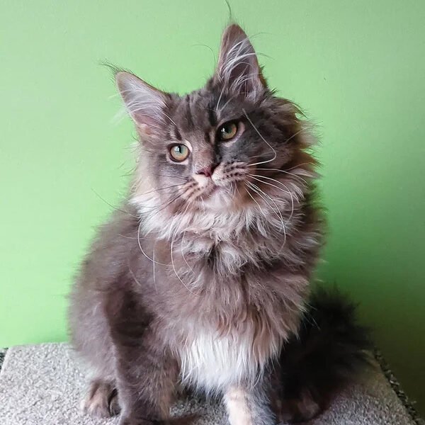 Maine Coon Kittens For Sale Texarkana, TX