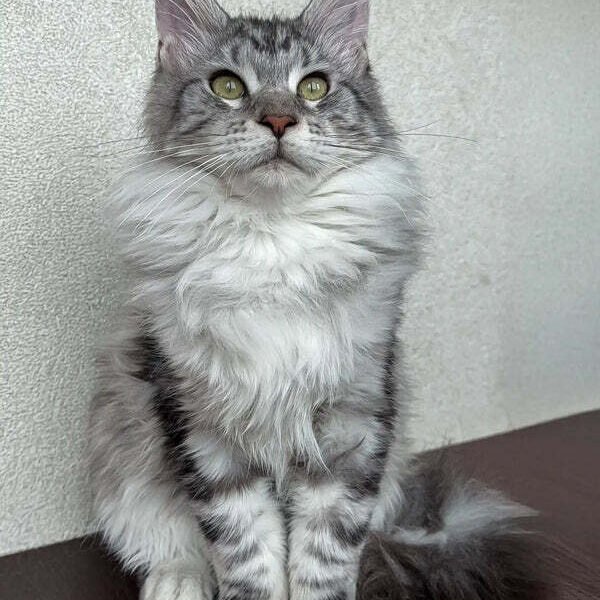 Maine Coon Kittens For Sale Cranberry Township, PA