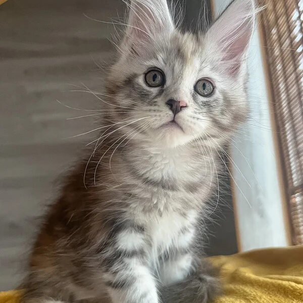 Maine Coon Kittens For Sale Harrisburg, PA