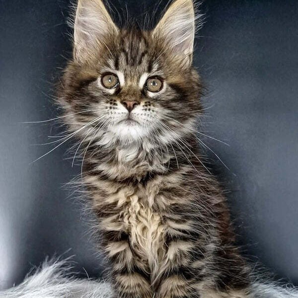 Maine Coon Kittens For Sale Palmyra, PA