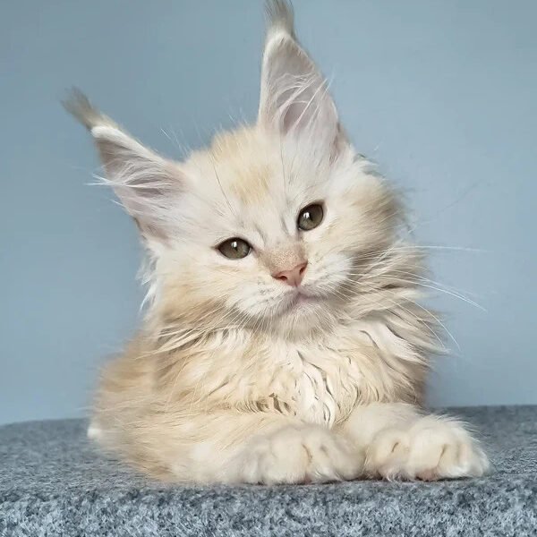 Maine Coon Kittens For Sale Pittsburgh, PA