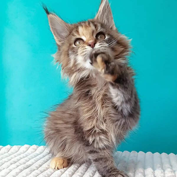 Maine Coon Kittens For Sale Sugar Land, TX