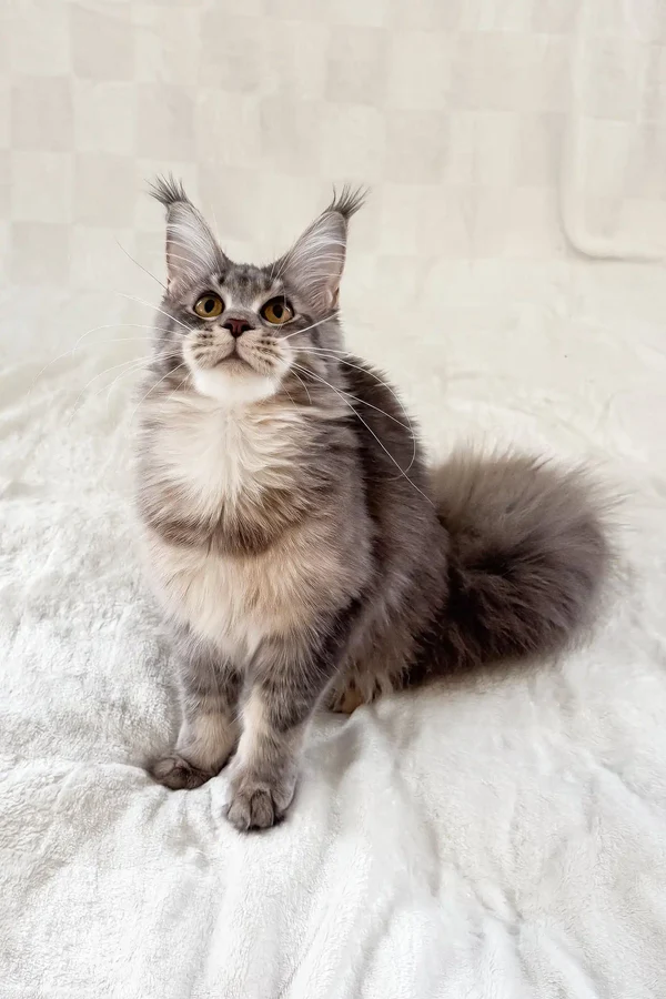 Maine Coon Rescue