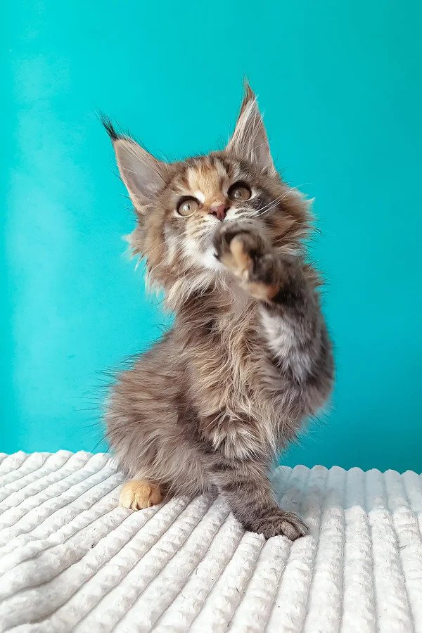 Maine Coon rescue North Carolina