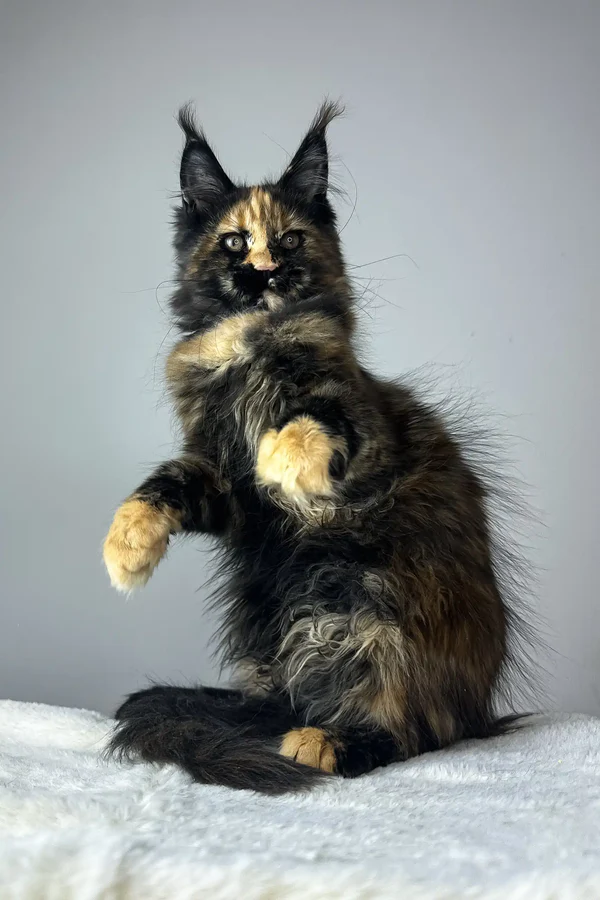 Adopt a Maine Coon Rescue cat in West Jordan, UT