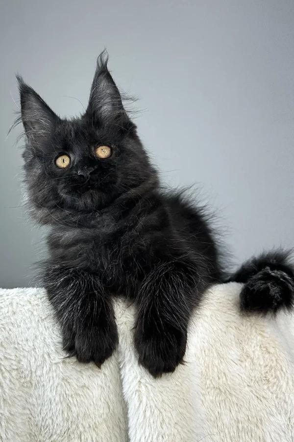 Maine Coon Rescue Provo, UT