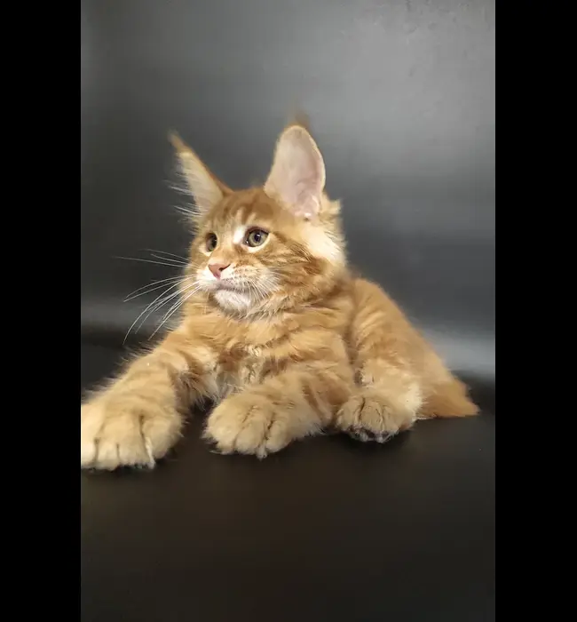 Maine Coon Rescue Hastings, NE