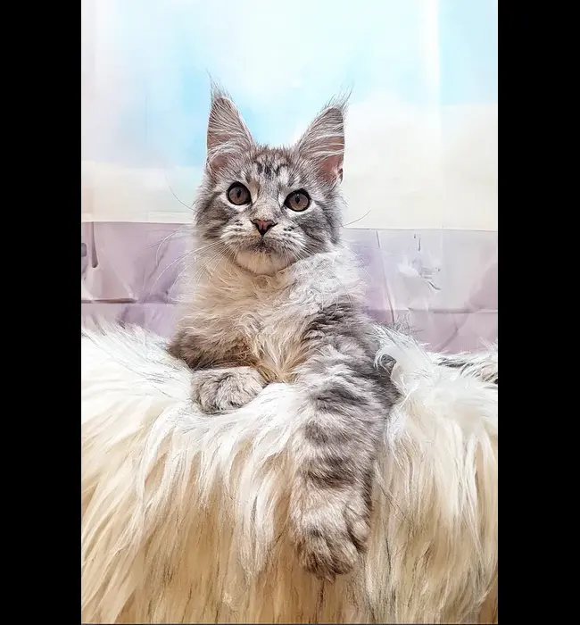 Maine Coon Rescue Fremont, NE
