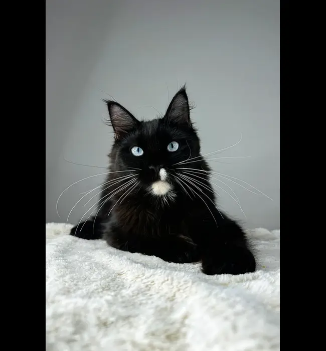 Adoptable Maine Coon Rescue North Platte, NE
